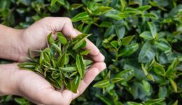 Yeşil Çayın Uzun Ömürlü Olması İçin Nasıl Saklanır Gelin Bakalım