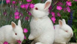 Tavşan İle İlgili Bilmeceler