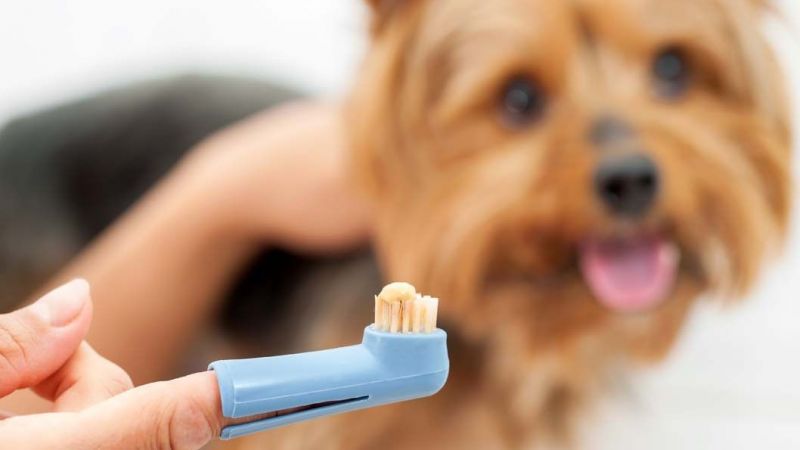 Köpeklerde Diş Bakımı ve Diş Rahatsızlıkları