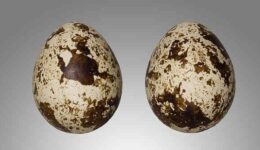 Bıldırcın Yumurtası Hangi Tür Yemeklerde Kullanılır? Faydaları ve Zararları