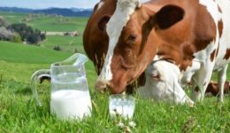 İnek Sütü Nasıl Saklanır?