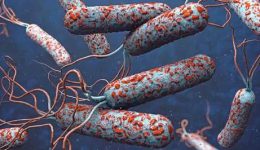 Kolera Neden Olur? İnsanlara Nasıl Bulaşır? Belirtileri ve Tedavi Yöntemleri