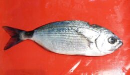 Melanur Balığı Hangi Tür Yemeklerde Kullanılır? Faydaları Ve Zararları