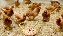 Organik Yumurta Nasıl Üretilir?